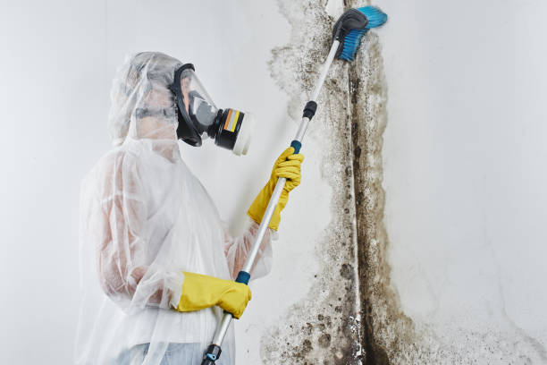 Best Affordable Mold Removal  in Fairlea, WV