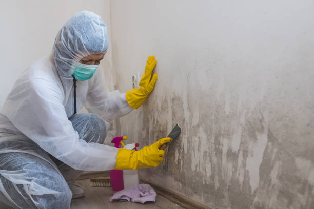 Certified Mold Removal in Fairlea, WV