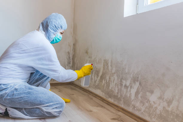 Best Mold Damage Repair  in Fairlea, WV