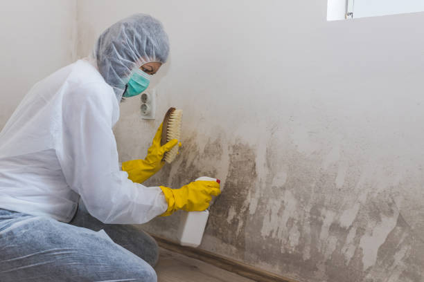 Best Office Mold Removal Services  in Fairlea, WV
