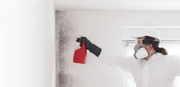 Best Professional Mold Removal  in Fairlea, WV