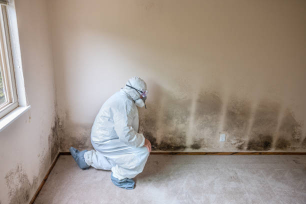 Best Local Mold Removal Service  in Fairlea, WV