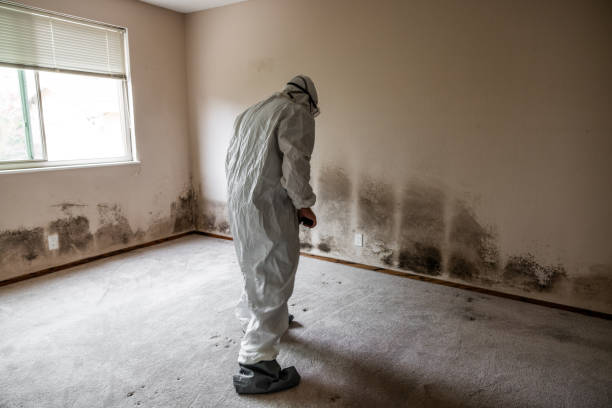 Best Same-Day Mold Removal  in Fairlea, WV