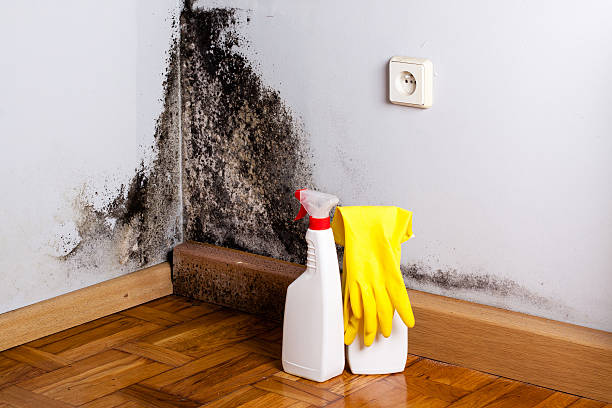 Attic Mold Removal in Fairlea, WV