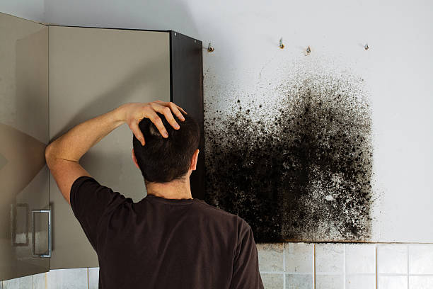 Best Mold Damage Repair  in Fairlea, WV