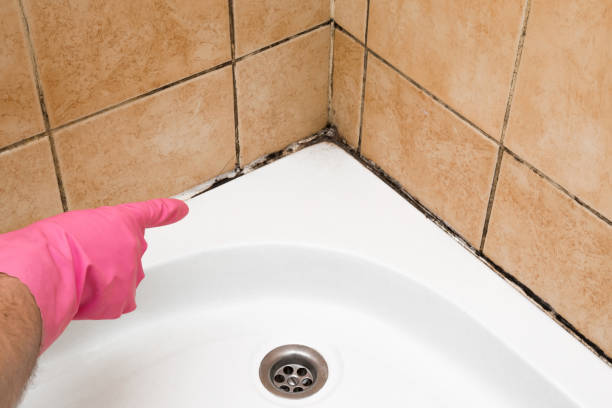 Best Commercial Mold Removal  in Fairlea, WV